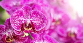 Ý nghĩa hoa lan hồ điệp màu tím