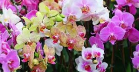 Mách nhỏ cách chọn màu hoa lan hồ điệp tặng theo phong thủy