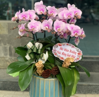 Hồng Lưu Luyến -6 Cây 