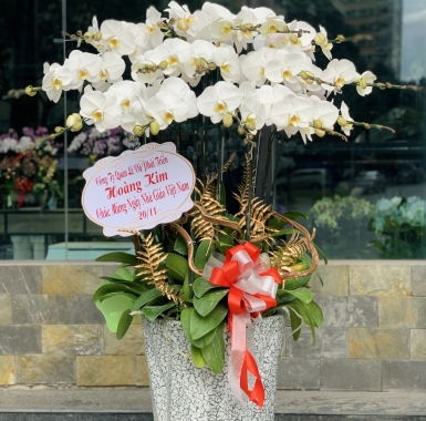 Lan Chúc Mừng- 15 Cây