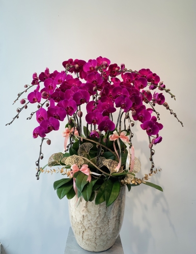 Sắc Tím Đỏ Ớt - 16 Cây 