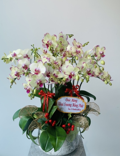 Khai Trương Phát Tài - 5 Cây (2V)