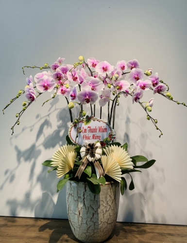 LHĐ Tết03 10 Cây