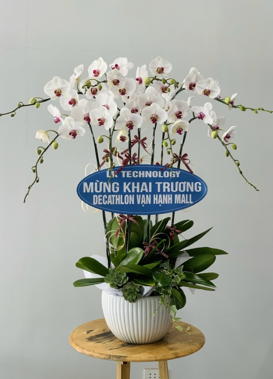 Lan hồ điệp trắng 8 cành