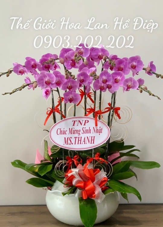 Lan hồ điệp hồng 10 cành