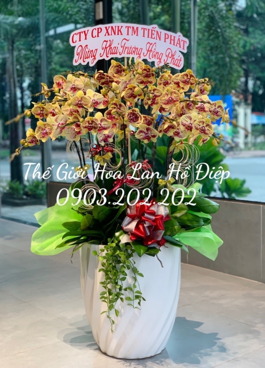 Lan hồ điệp vàng chấm 16 cành