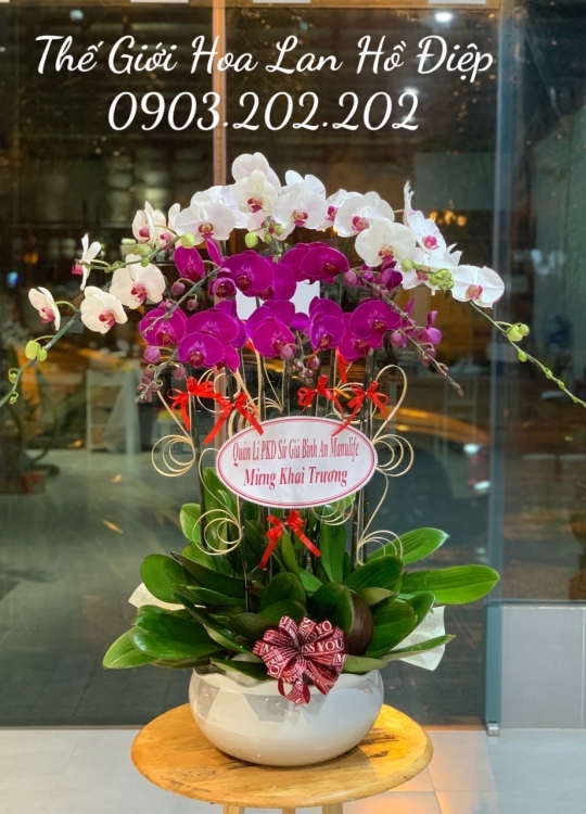 Lan hồ điệp trắng, đỏ ớt 10 cành