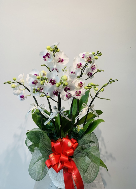 LHĐ Tết026 4 Cây