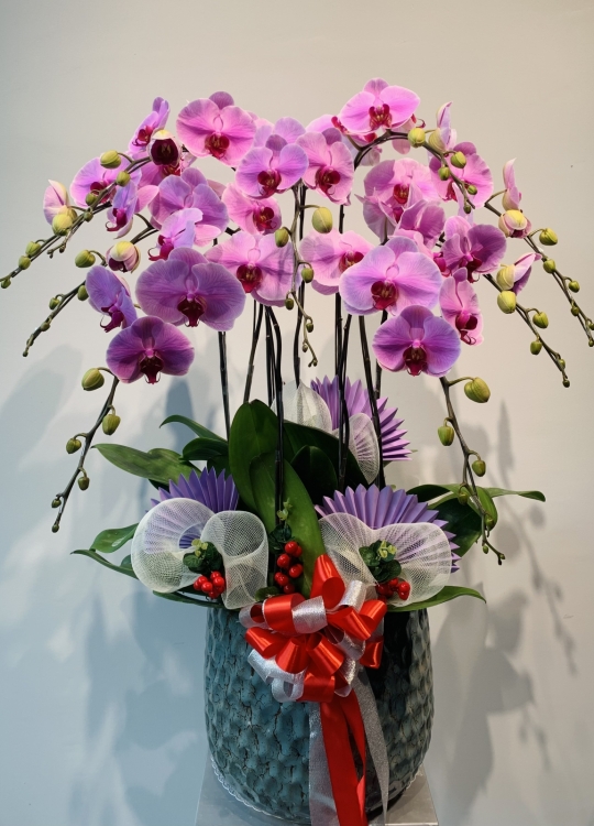 LHĐ Tết 02 9 Cây