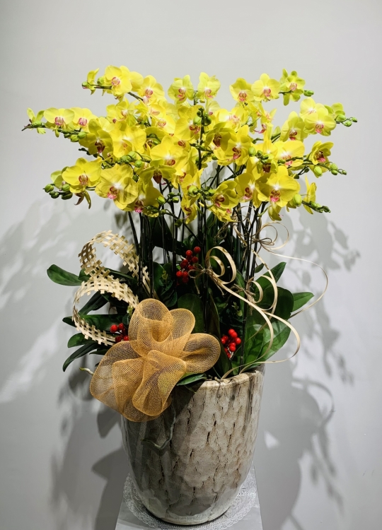 LHĐ TẾT01 12 Cây 1 Vòi