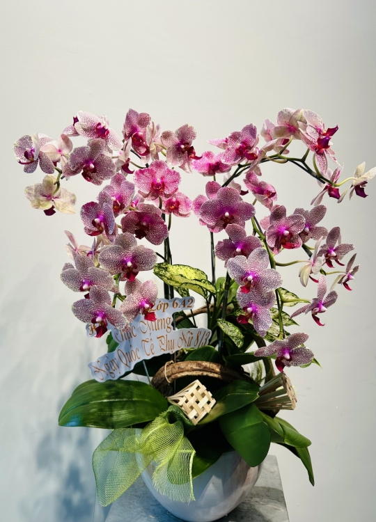 Màu Hoa Tươi sắc- 4 Cây