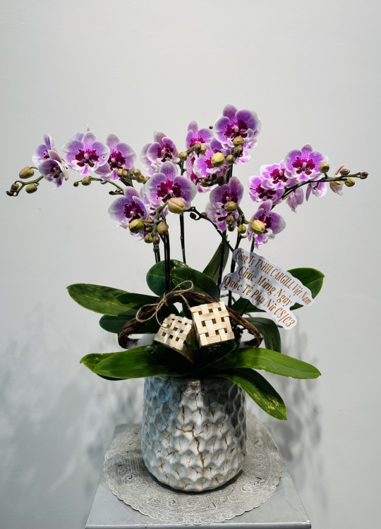 Mini Xinh Xắn- 4 Cây