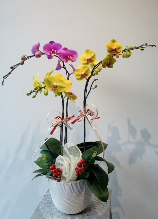 LHĐ Tết030 3 Cây