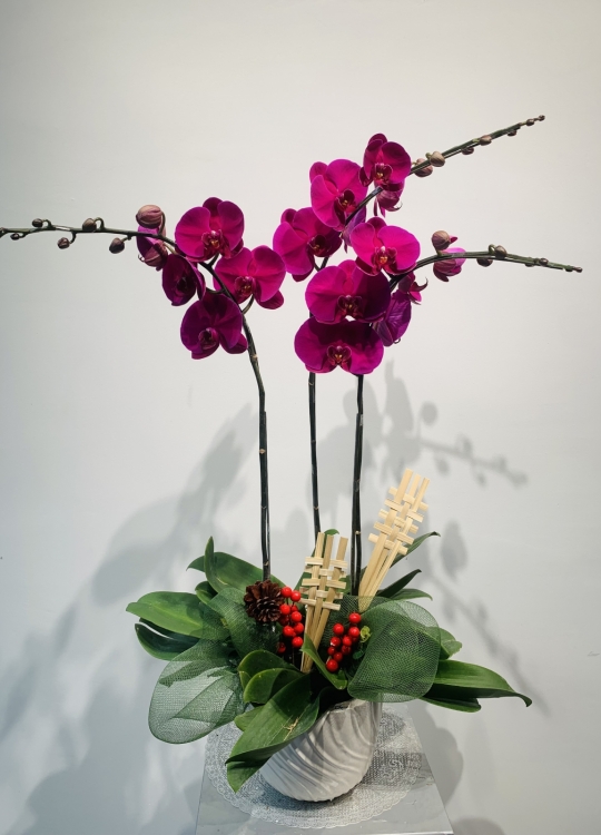 LHĐ Tết022 3 Cây