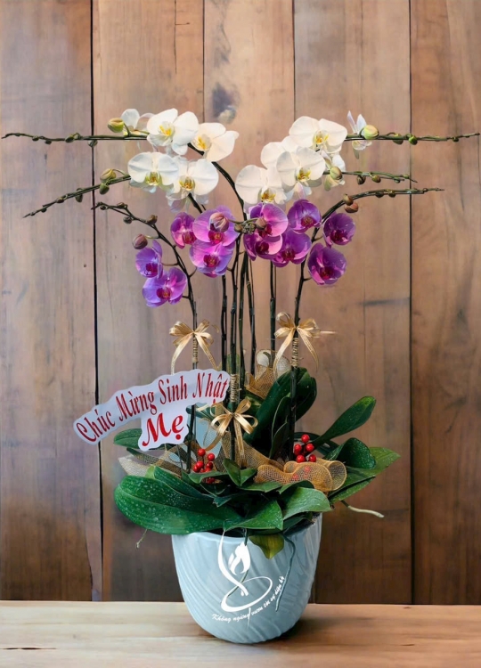 Sắc Hoa Mix-7 Cây