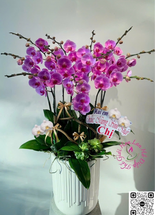 Sắc Hồng Mộng Mơ- 12 Cây