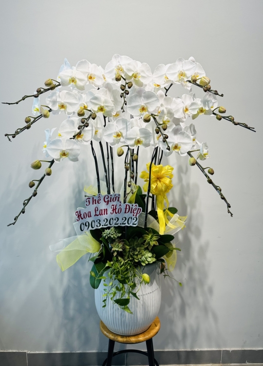 Khai Trương Phú Quý-10 Cây