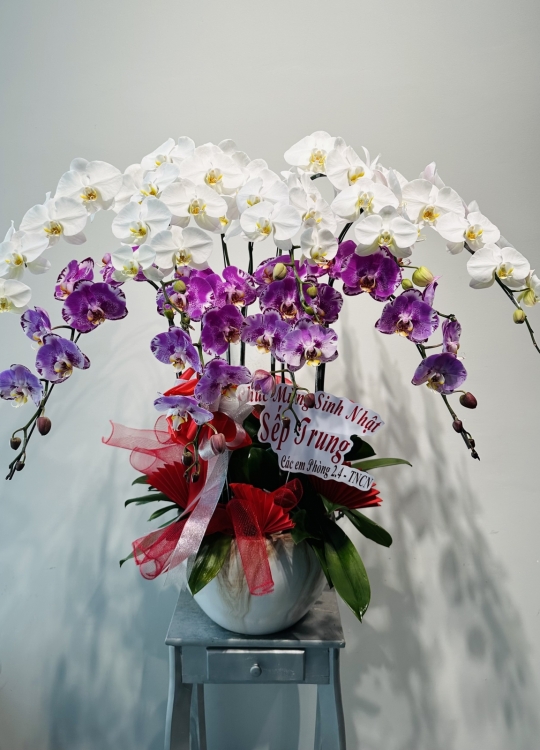 Trắng Hồng Rực Rỡ - 9 Cây