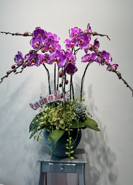 Đại Bảo Đồ-7 Cây