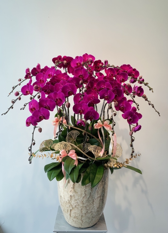 Sắc Tím Đỏ Ớt - 16 Cây 