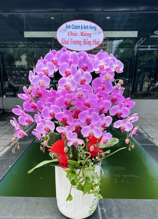 Sắc Hồng May Mắn- 8 Cây