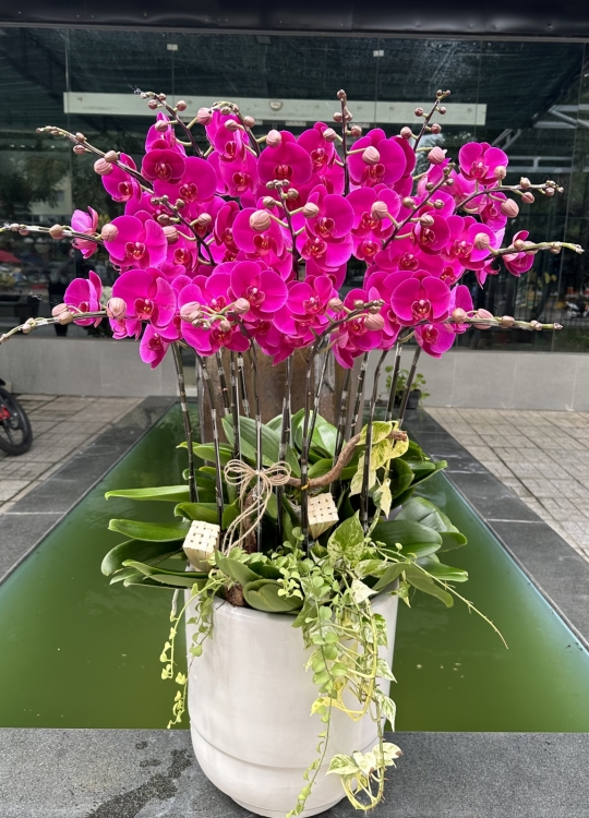 Sắc Tím Trái Tim- 16 Cây