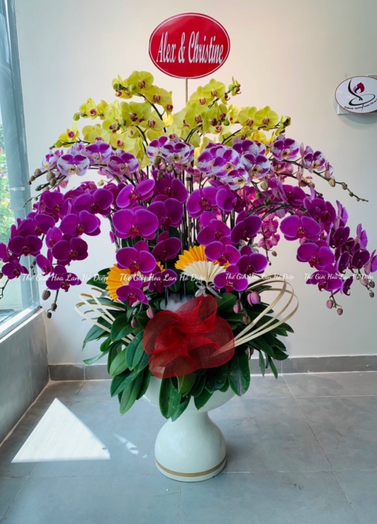 Hoa Chúc Mừng 3 màu - 30 Cây