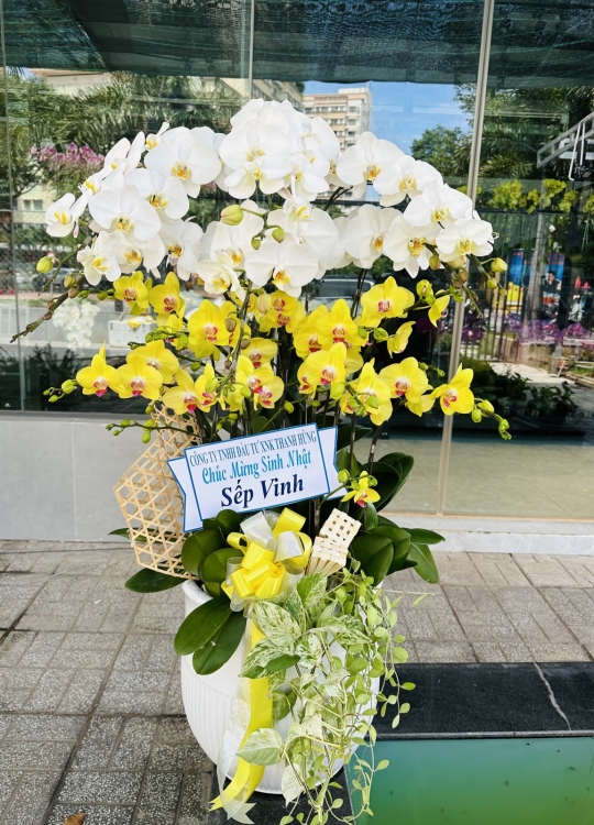 Trắng Vàng Tươi Mới - 15 Cây