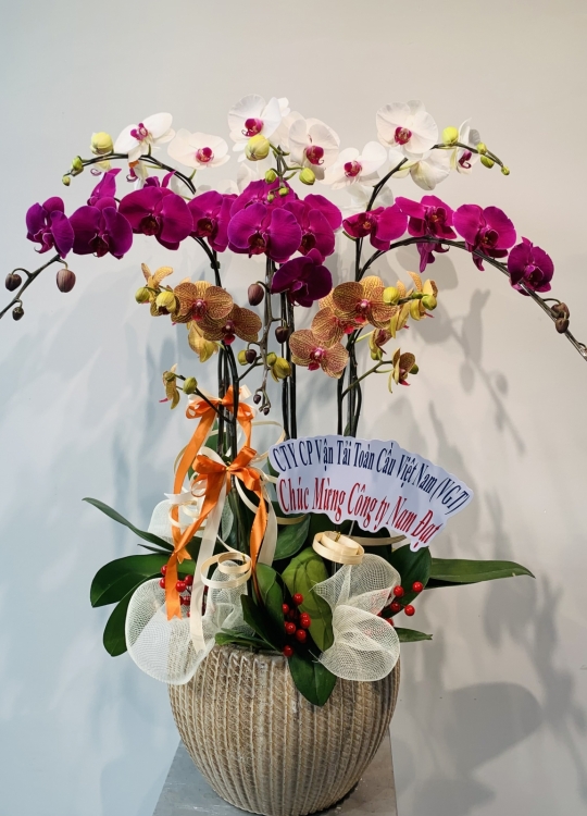 Hoa Tam Sắc - 8 Cây