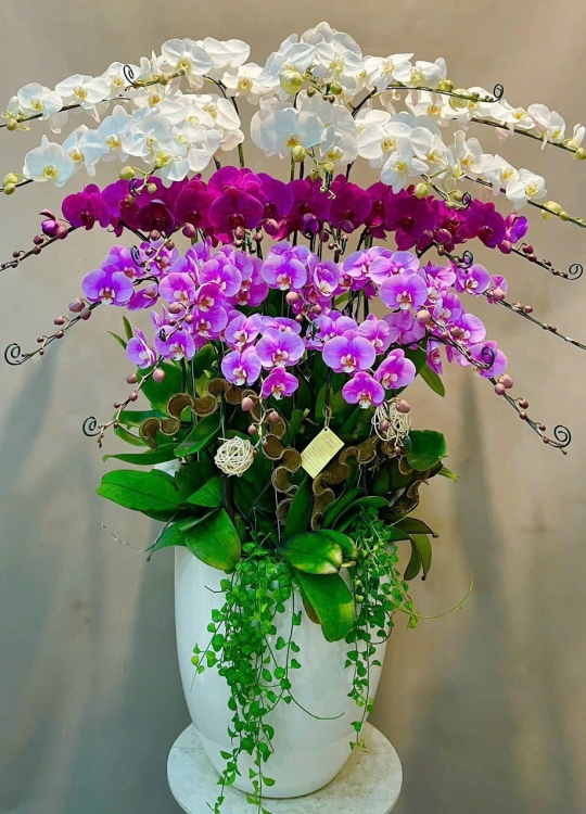 Hoa Tam sắc - 30 Cây