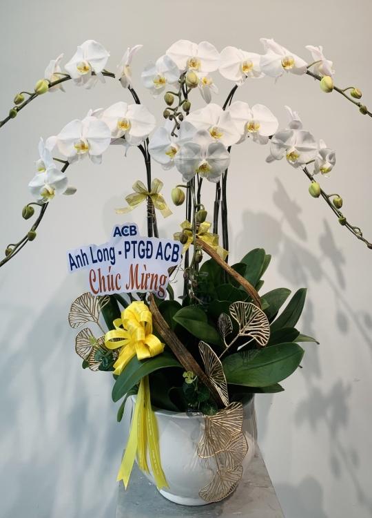 Hoa Chúc Mừng - 6 Cây