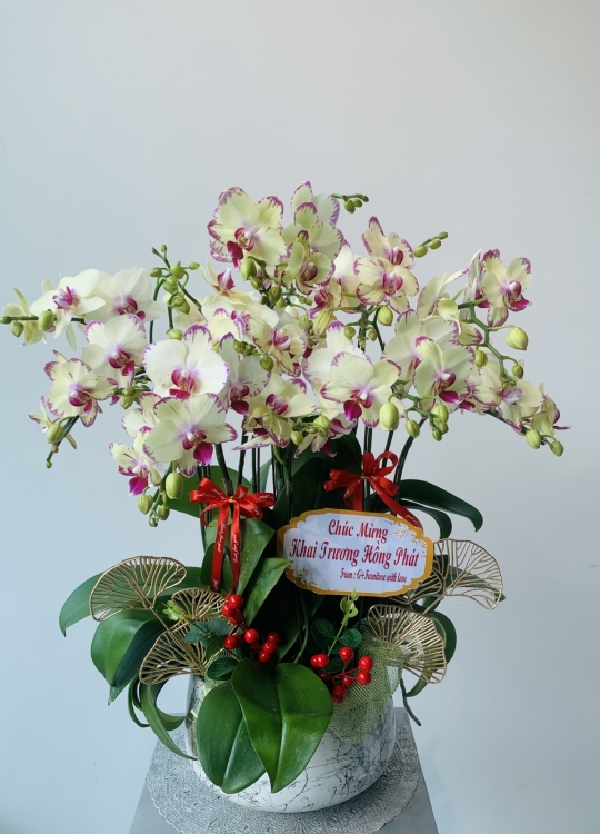 Khai Trương Phát Tài - 5 Cây (2V)