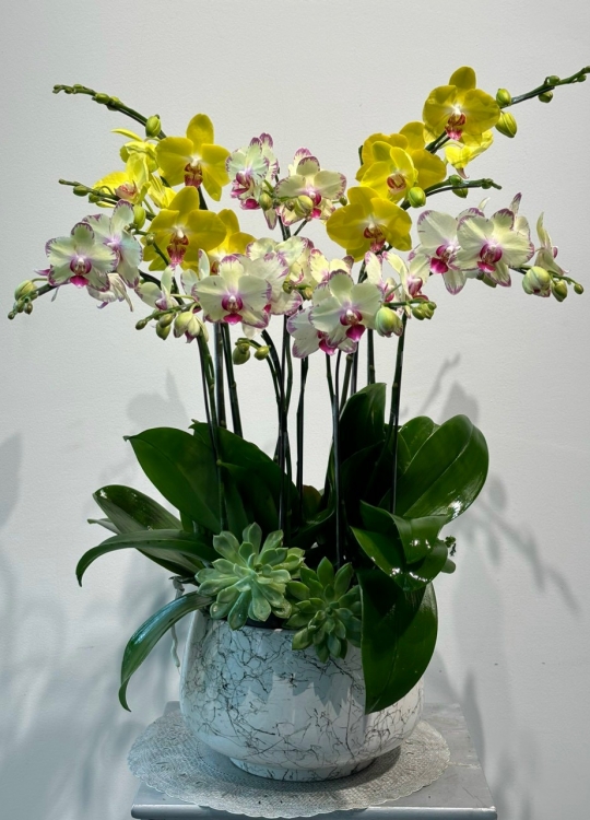 Hoa Tặng Mẹ - 5 cây (2V)