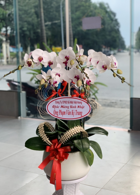 Trắng Nhụy Tím - 5 Cây