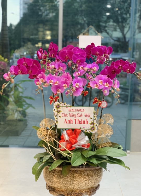 Sắc Tím - 10 Cây