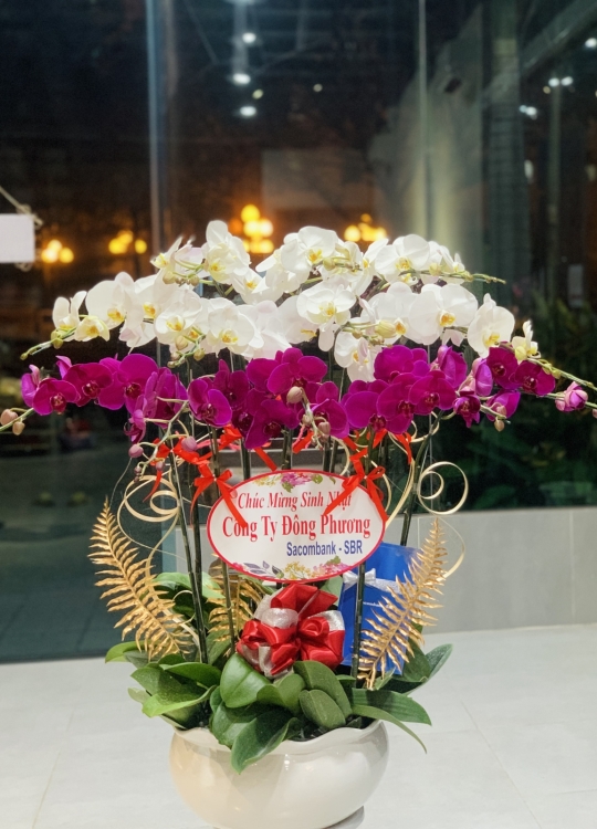 Trắng Tím  - 12 Cây 