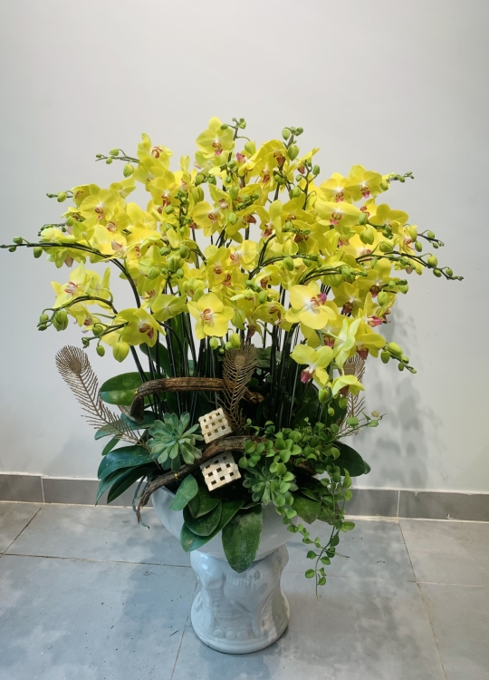 Lan Vàng Tri Ân - 20 Cây(2V)