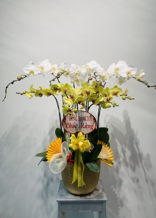 Trắng Vàng - 10 Cây