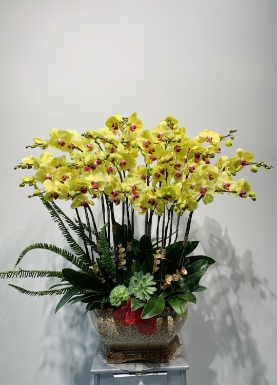 Sắc Vàng Tri Thức 12 Cây (2V)