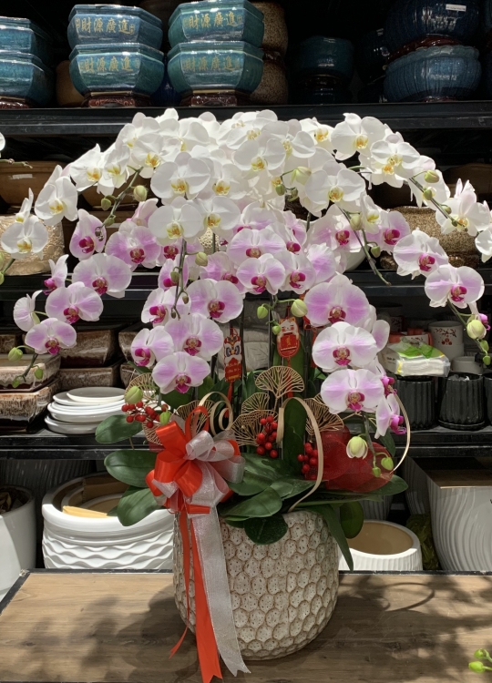 Màu Hoa Yêu Thương - 12 Cây