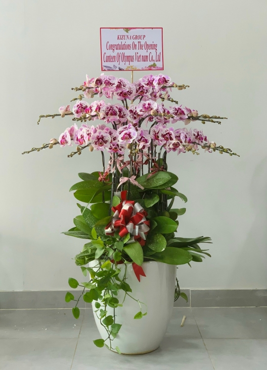 Chậu Lan Kỉ Niệm- 20 Cây