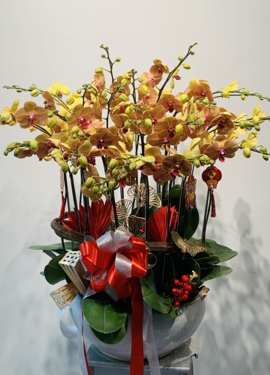 Cam Kim Cương - 15 Cây