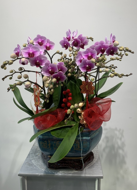 Mini tiểu Cảnh - 6 Cây