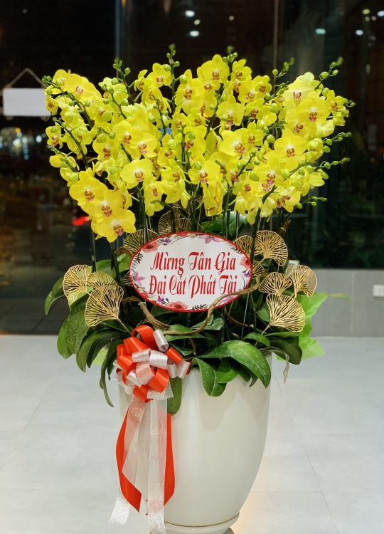 Lan Vàng Tân Gia - 20 Cây