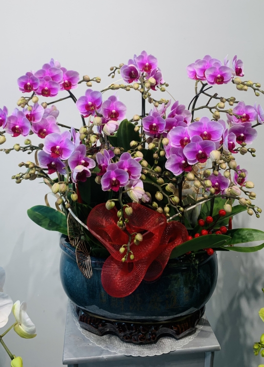 Mini Hồng - 10 Cây