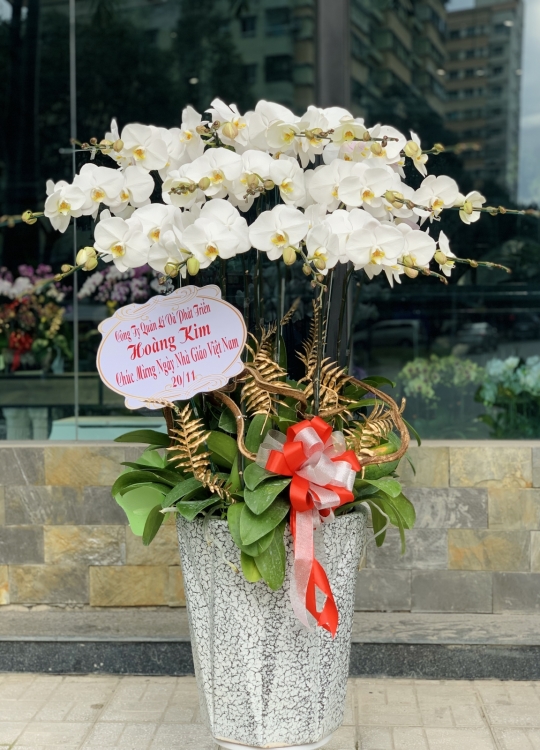 Lan Chúc Mừng- 15 Cây