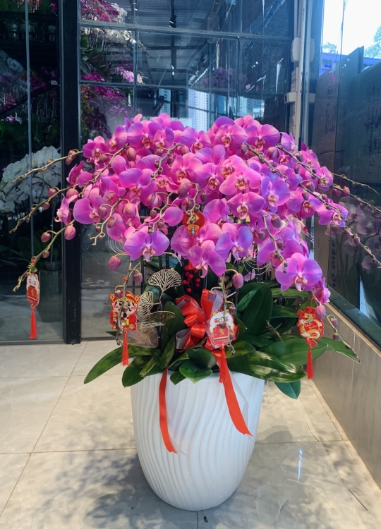 Sắc Hồng - 20 Cây