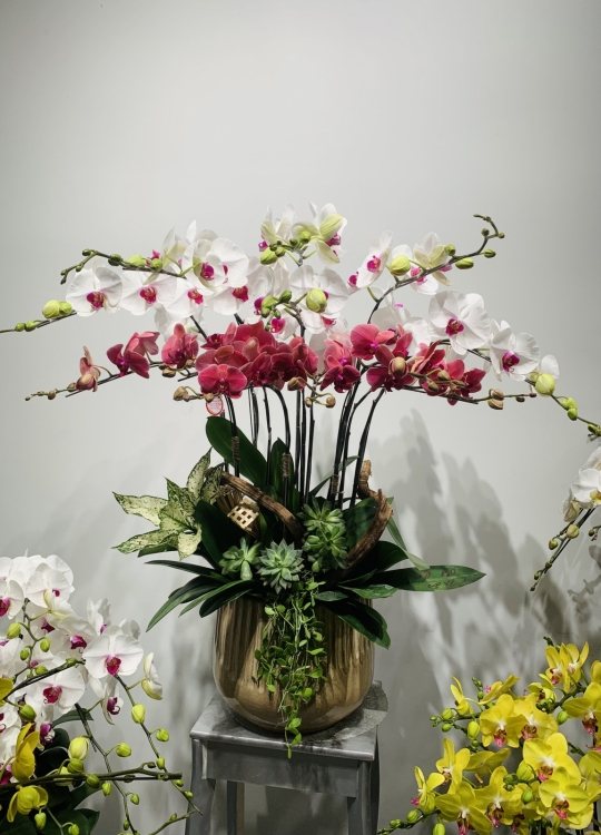 Sắc Hoa Yêu Thương - 12 Cây