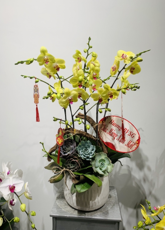 Hoa Vàng Tài Lộc - 6 Cây