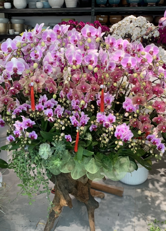 Lũa Chúc Mừng - 36 Cây